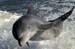Dolphin trip (84)_2